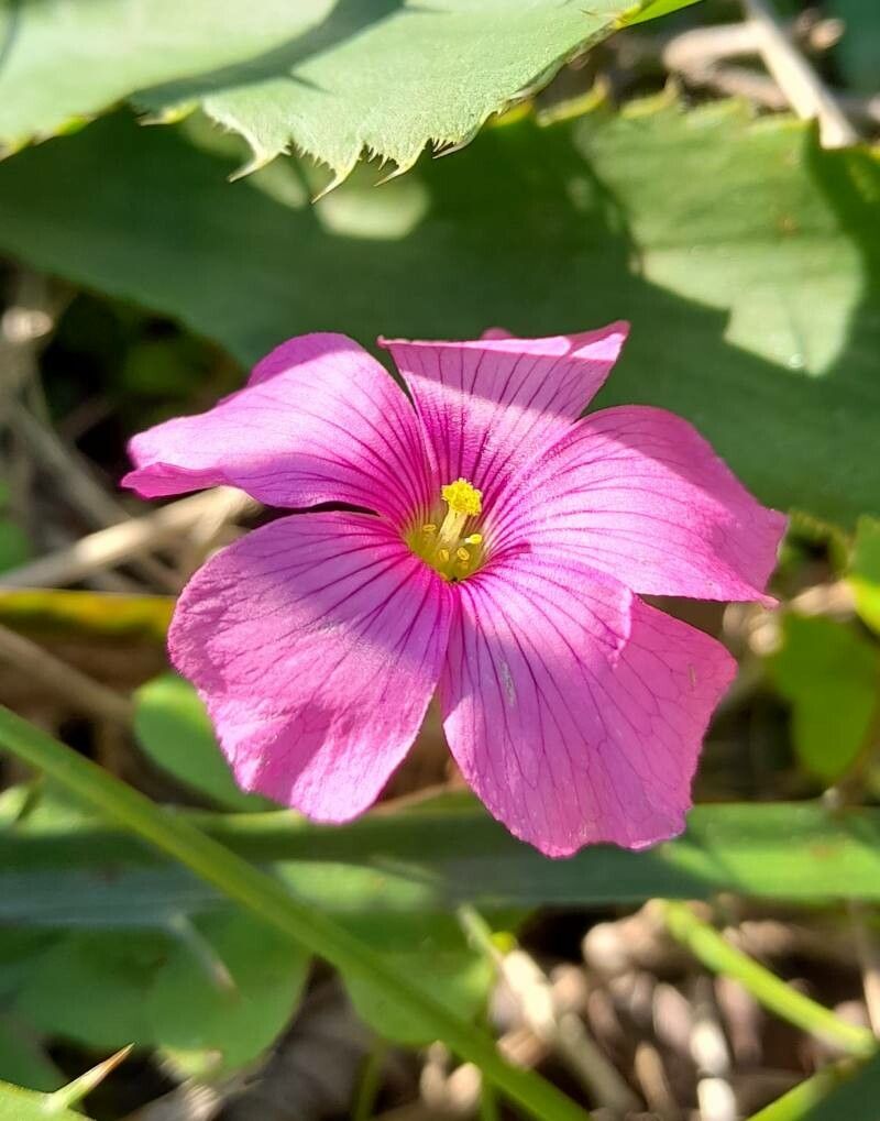 Oxalis hispidula flower