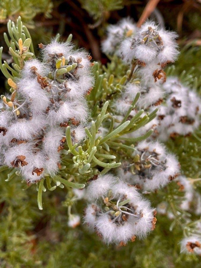 Eriocephalus africanus fruit