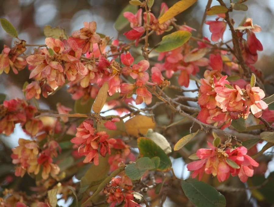 Combretum kraussii flower