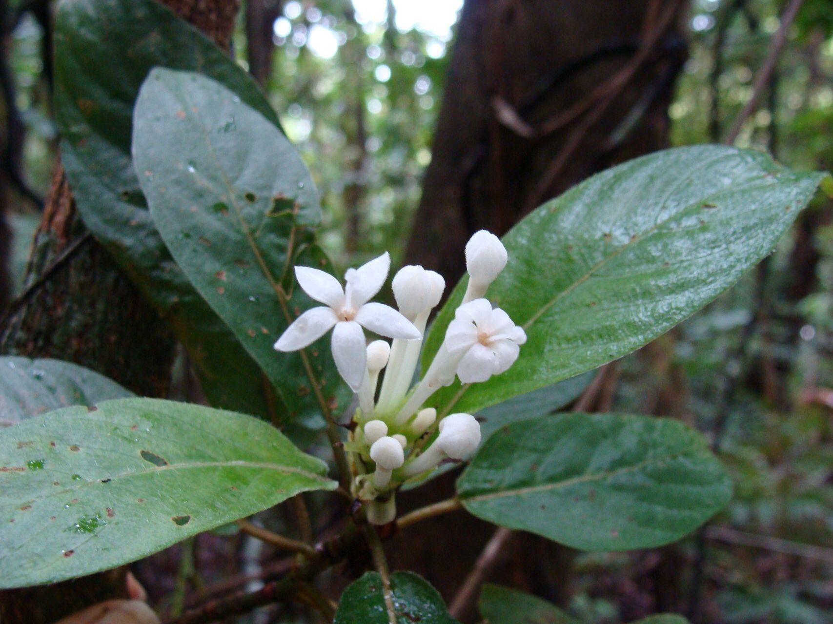 Psychotria pancheri flower