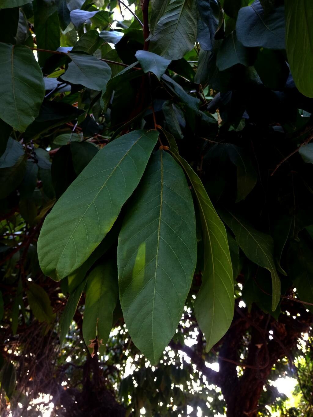 Lepisanthes rubiginosa — houseplant care guide