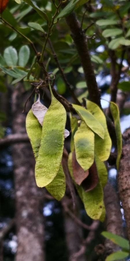 Dalbergia fusca fruit