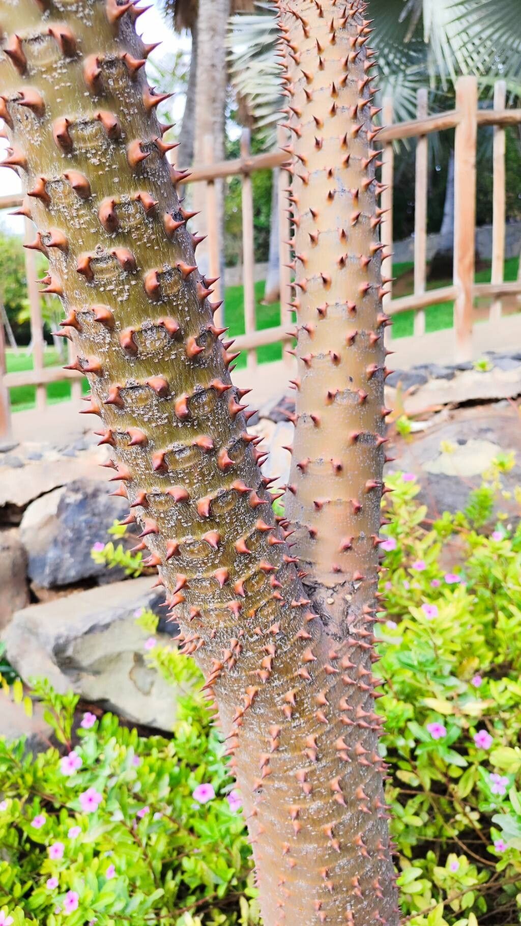 Pachypodium rutenbergianum bark
