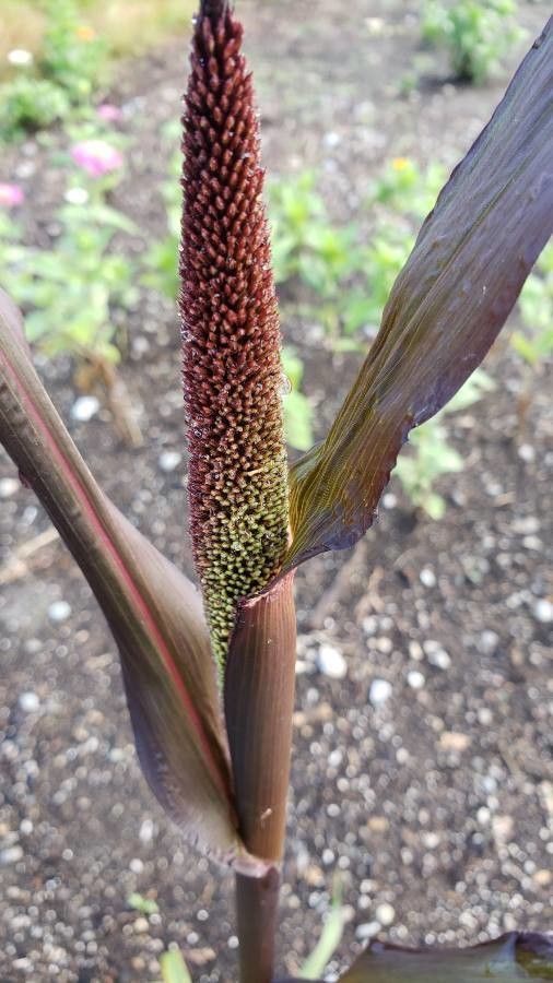 Pennisetum glaucum flower