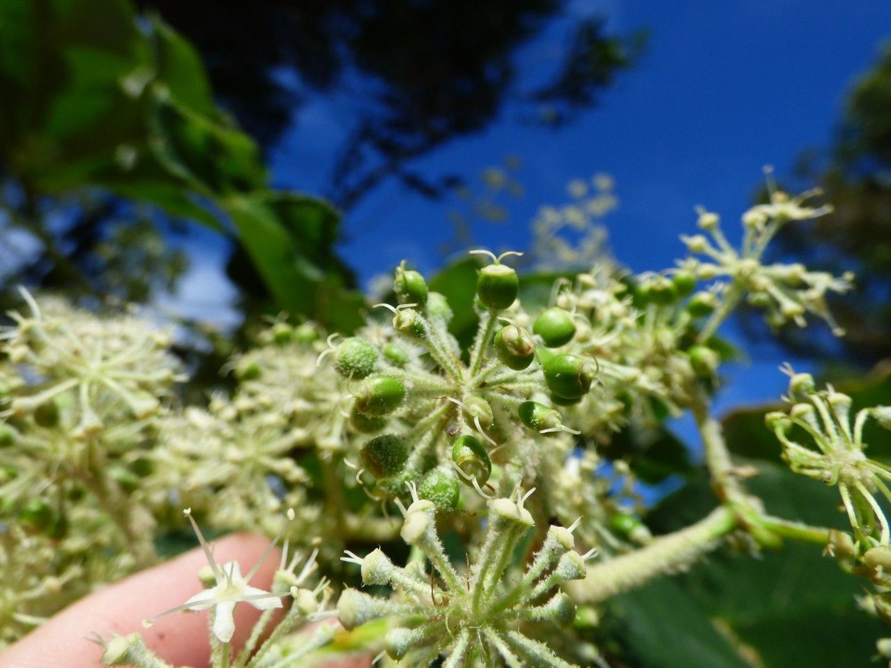 Tetrapanax papyriferum fruit