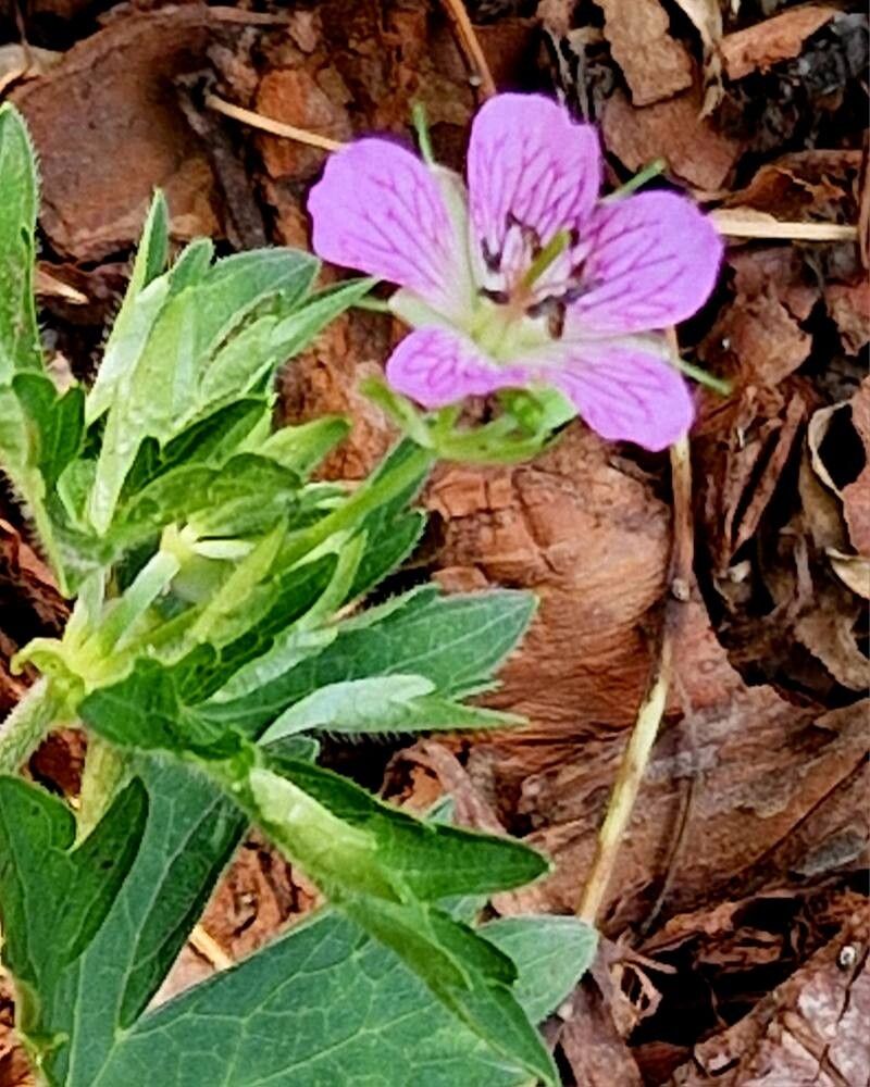 Geranium koreanum flower