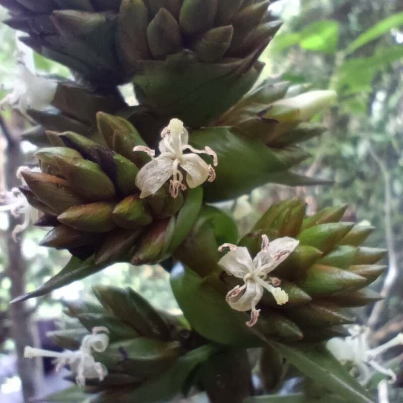 Guzmania mitis — search result for 'Guzmania'