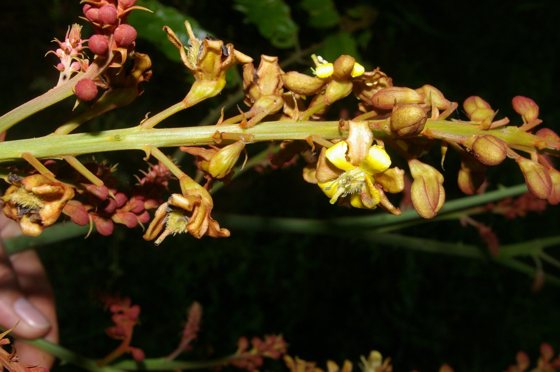 Guilandina urophylla flower