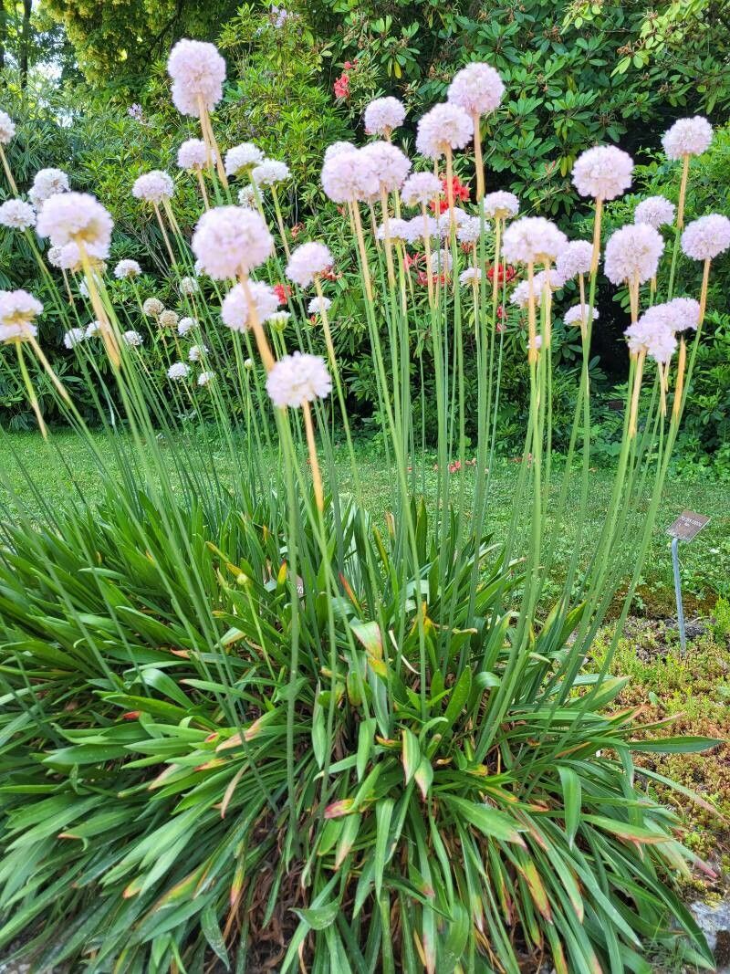 Armeria welwitschii habit