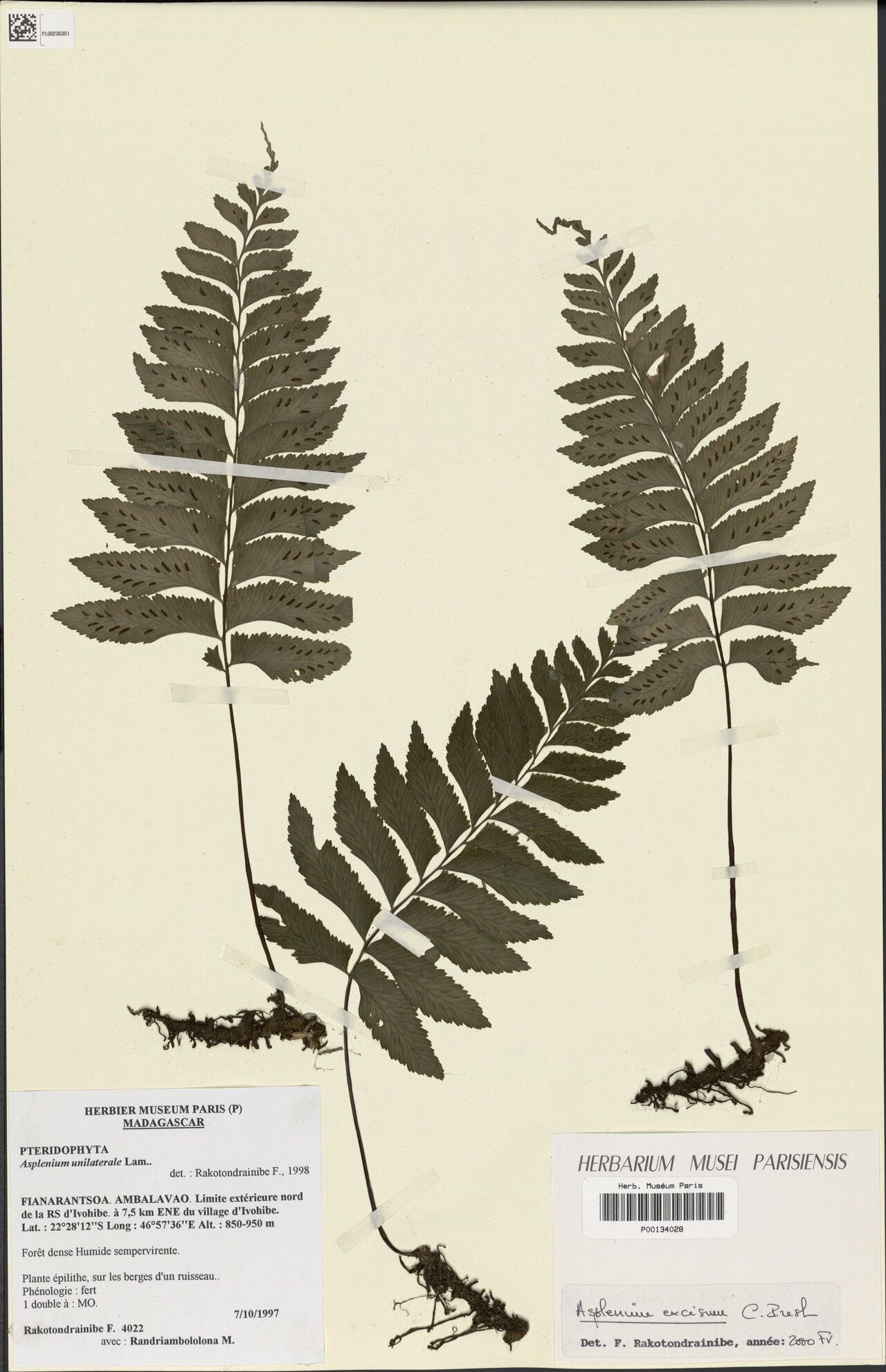 Hymenasplenium × excurum — houseplant care guide