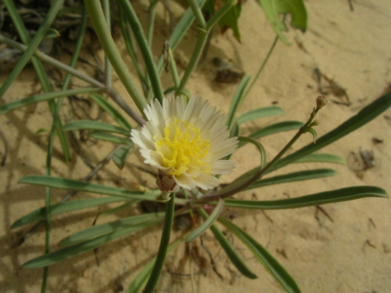 Launaea brunneri — related species from the same genus