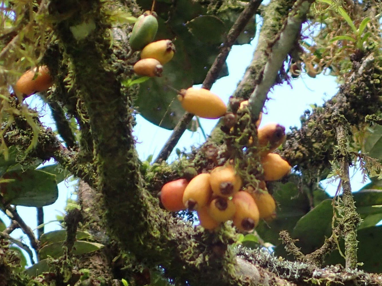 Eugenia duchassaingiana fruit