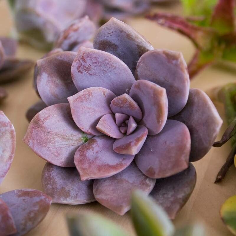 Graptopetalum superbum — search result for 'Graptopetalum'