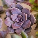 Graptopetalum superbum