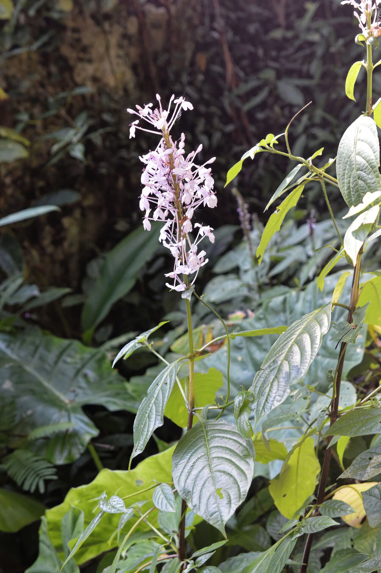 Pseuderanthemum latifolium leaf
