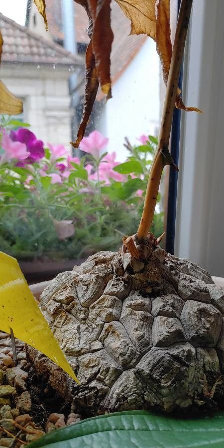 Dioscorea mexicana habit