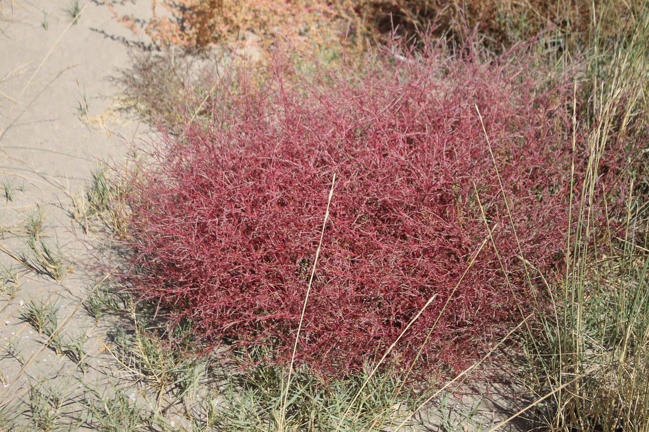 Corispermum gmelini habit