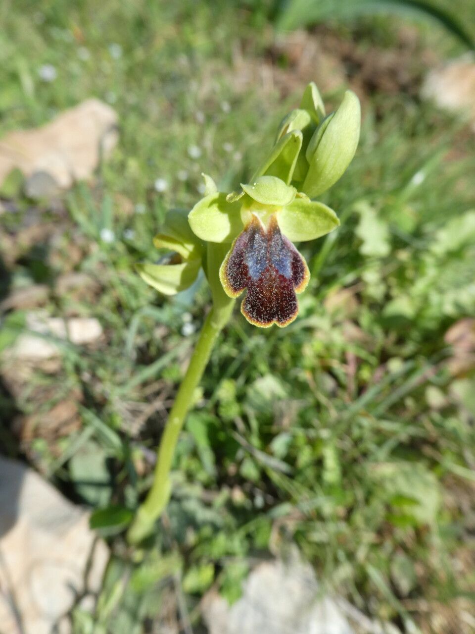 Ophrys marmorata flower