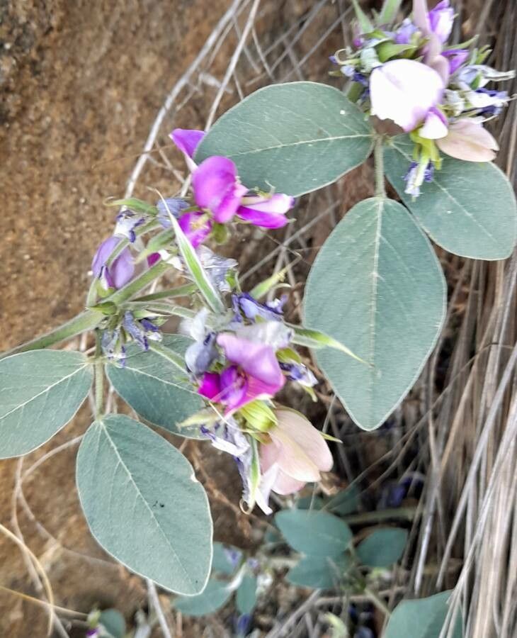 Cologania broussonetii flower