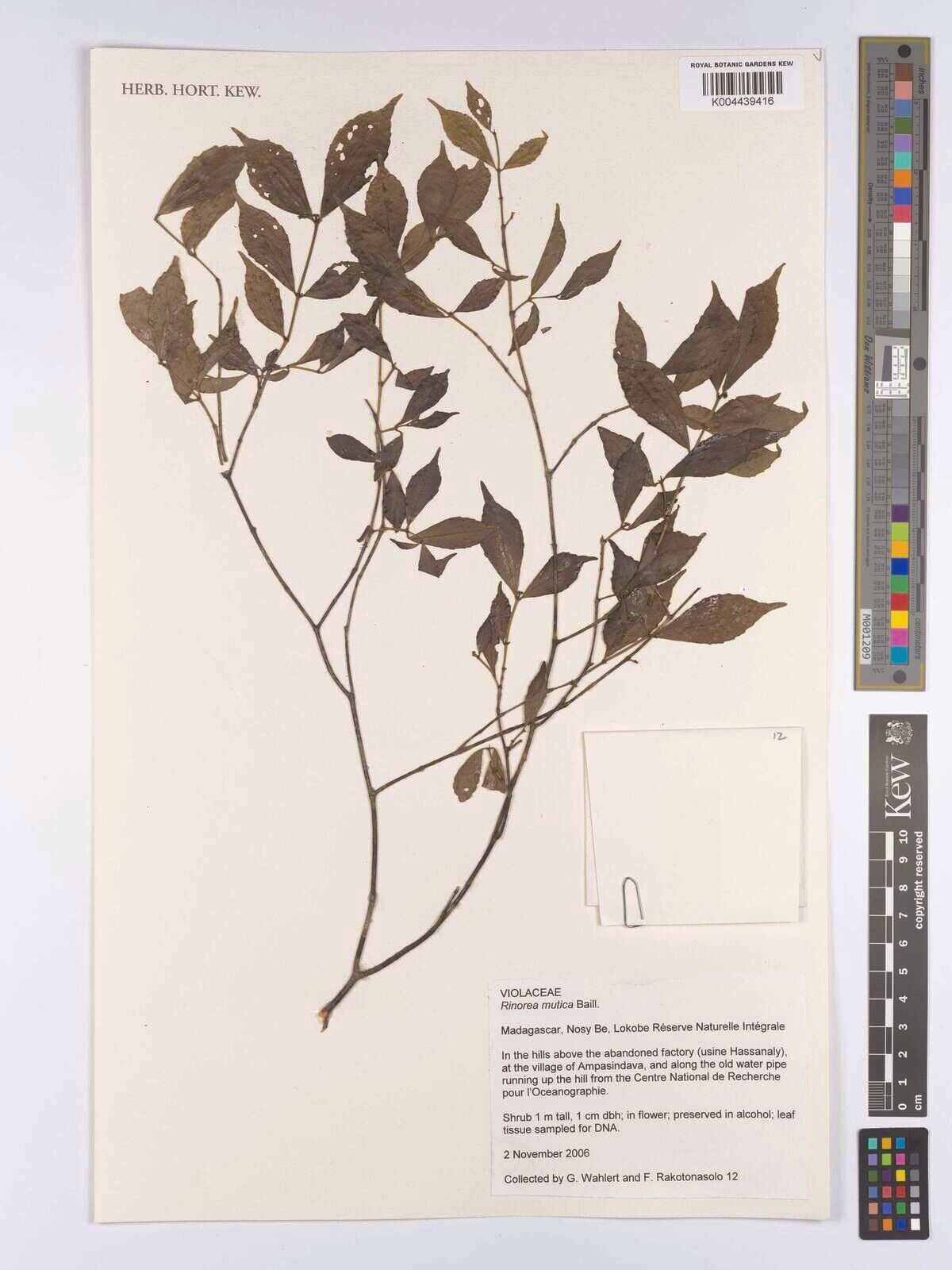 Rinorea mutica — houseplant care guide