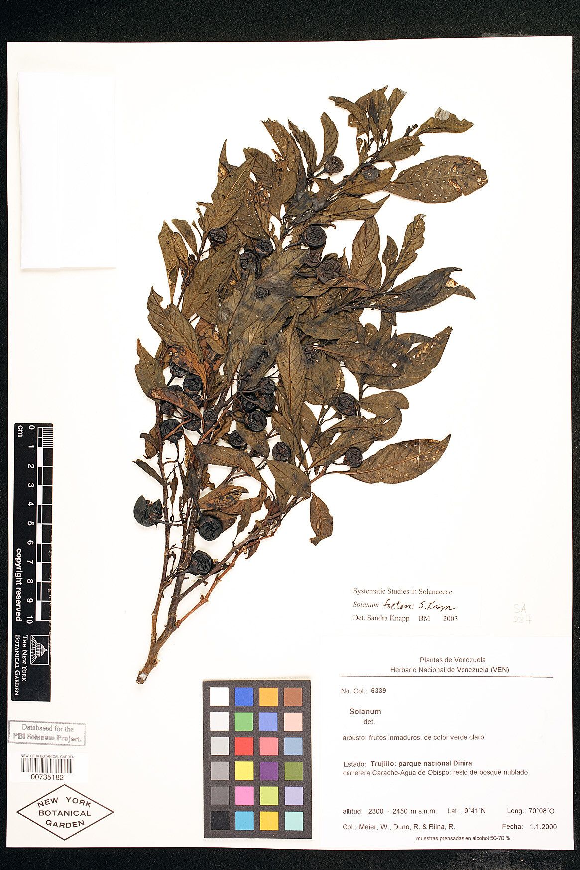 Solanum foetens — houseplant care guide