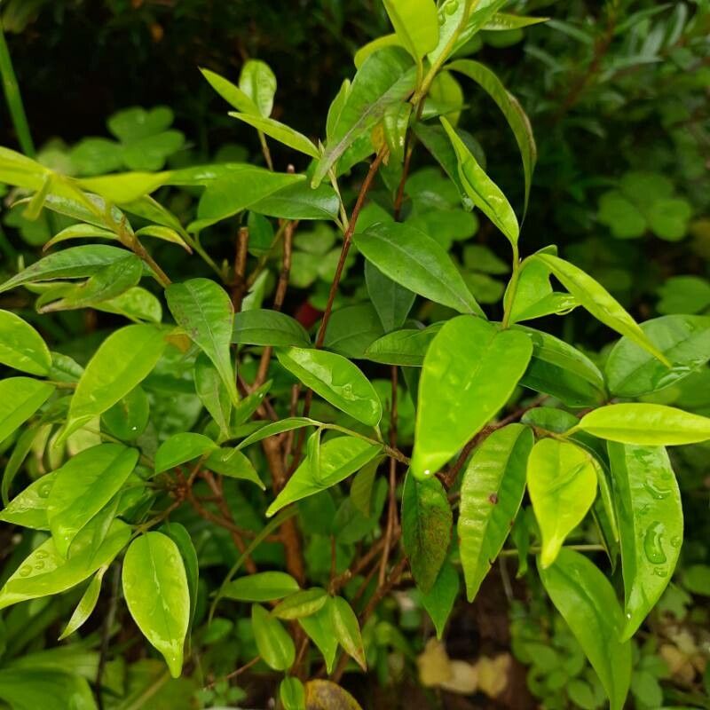 Eugenia anthropophaga — houseplant care guide