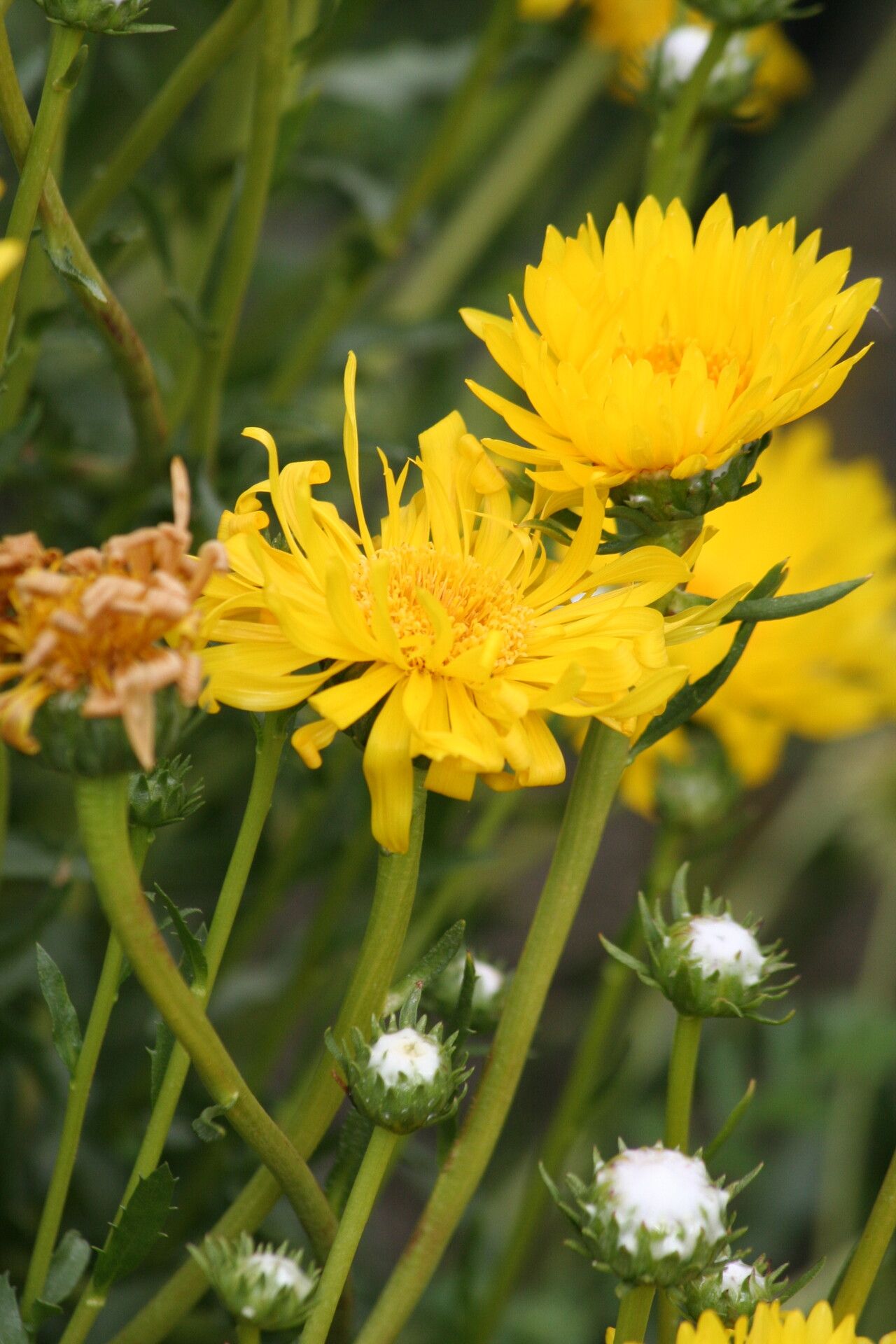 Grindelia chiloensis flower