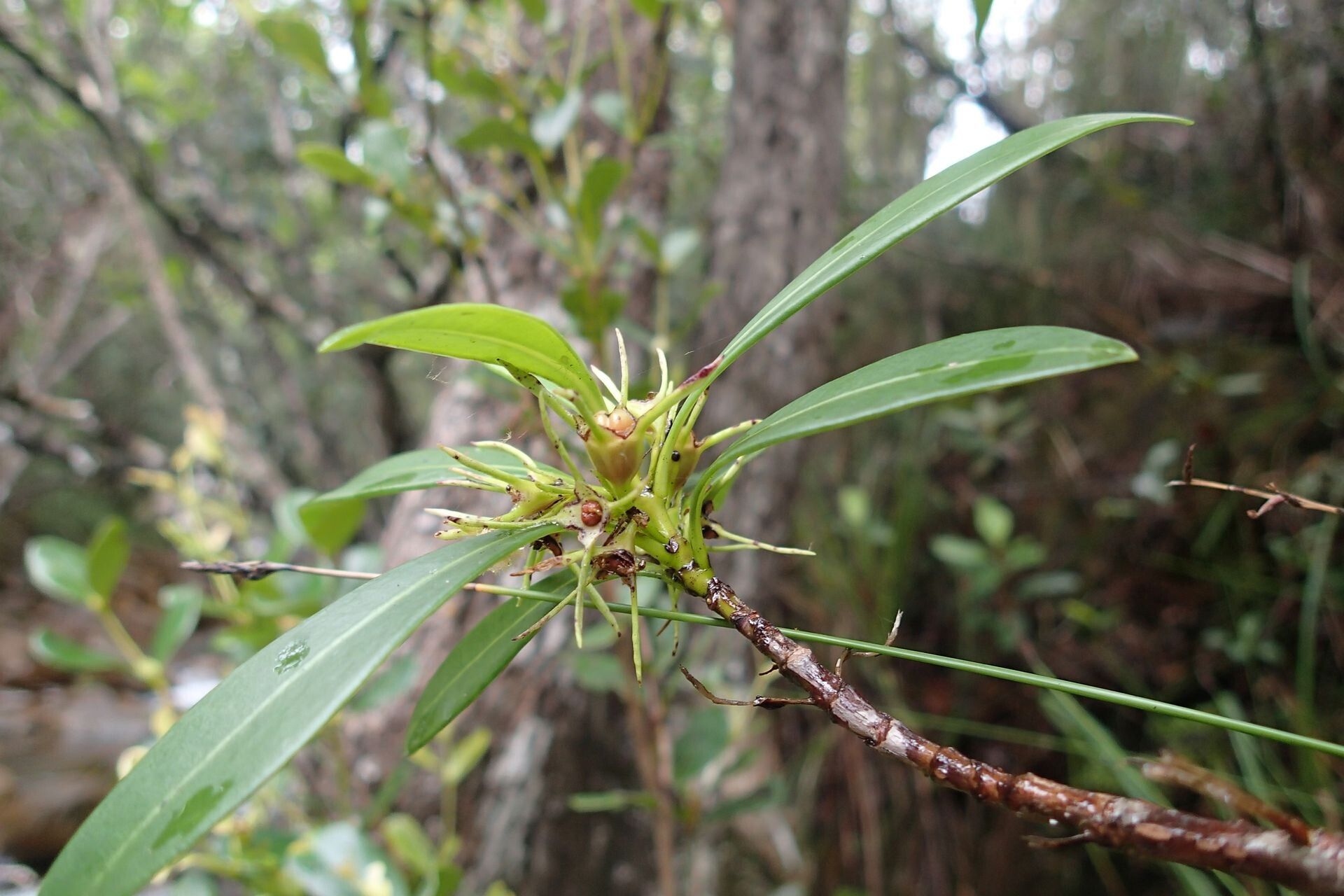 Thiollierea tubiflora habit