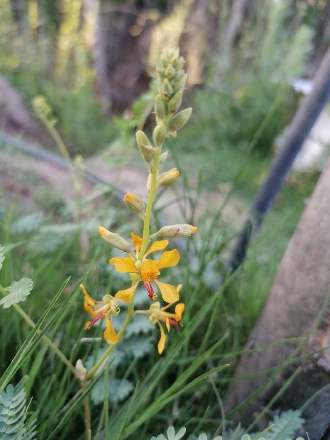 Hoffmannseggia glauca flower