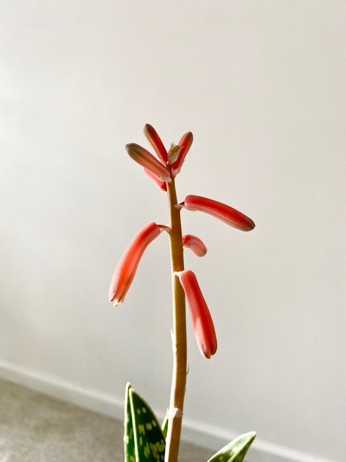 Aloe variegata flower