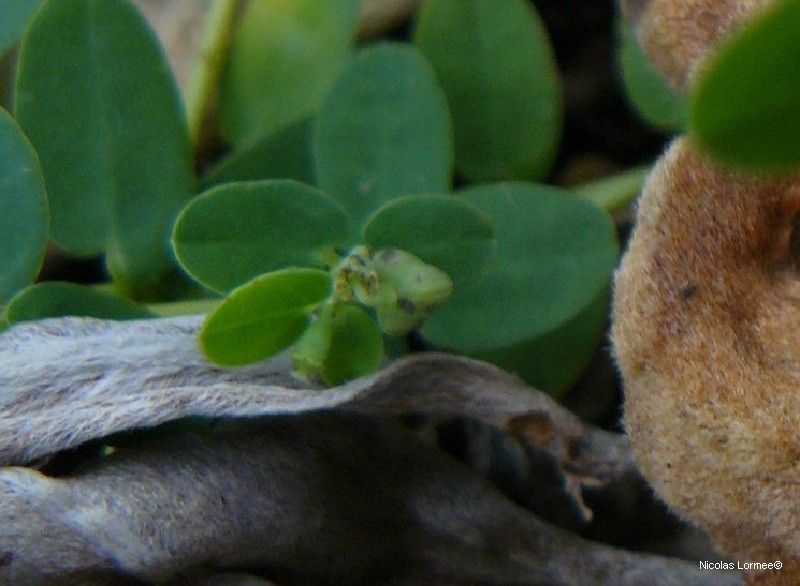 Euphorbia obliqua habit
