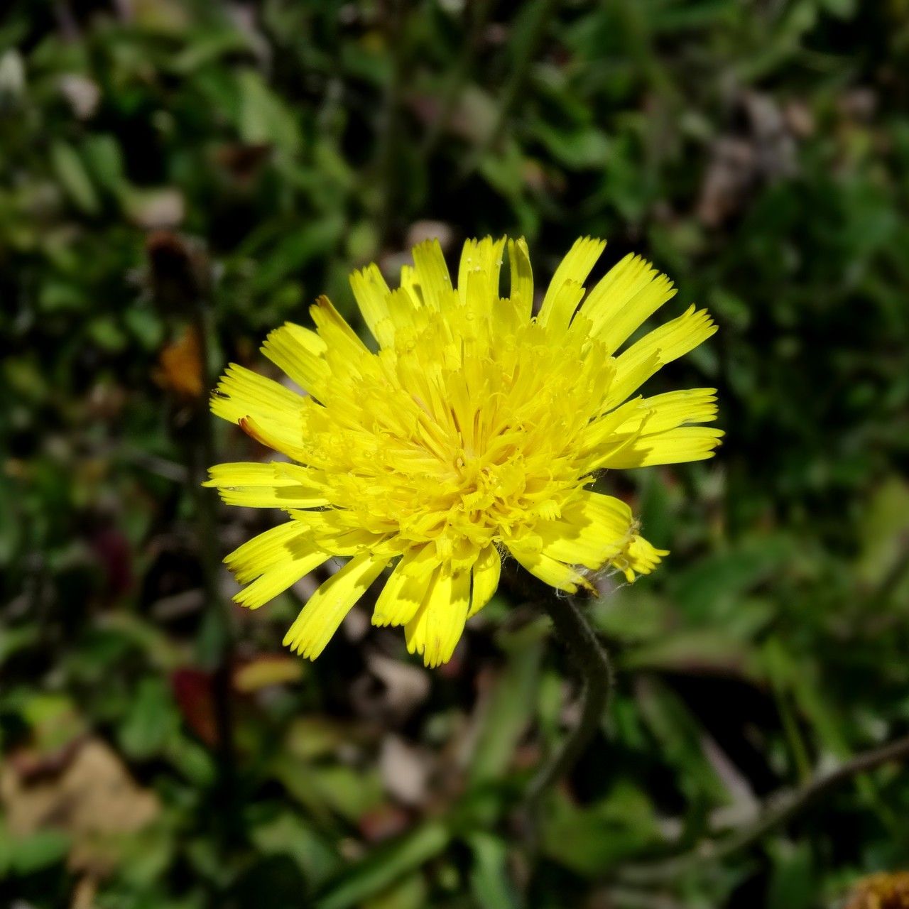 Pilosella lactucella flower
