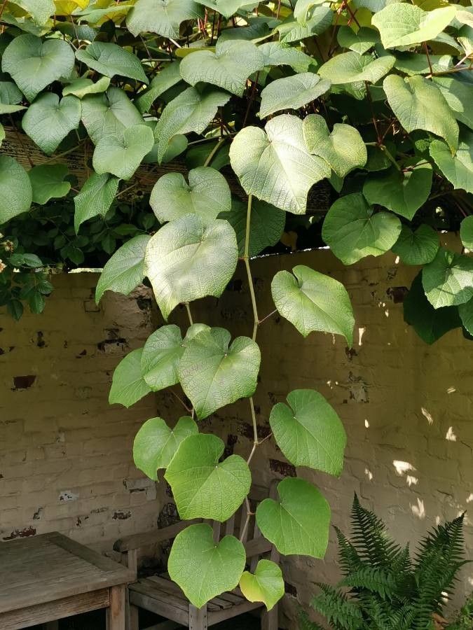 Vitis coignetiae leaf