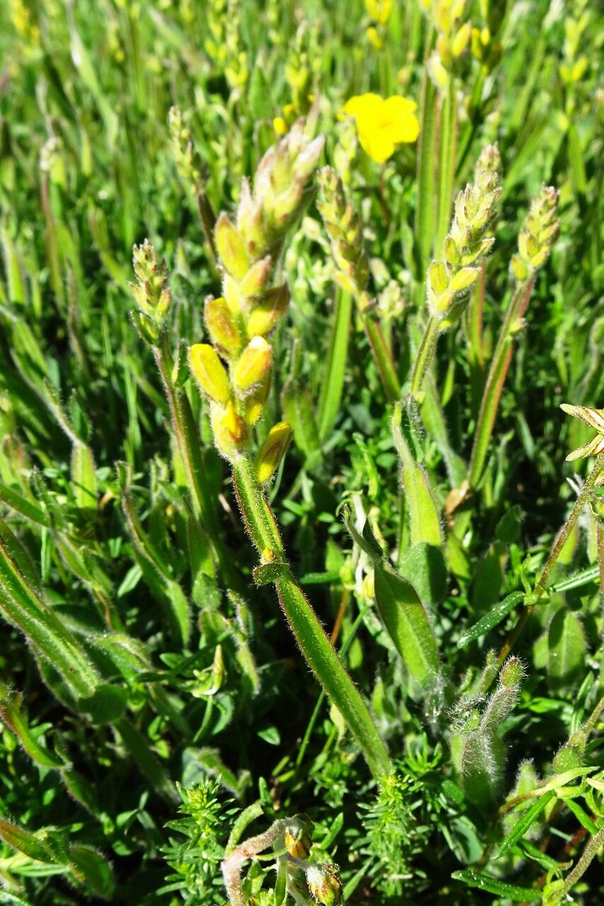 Genista sagittalis flower