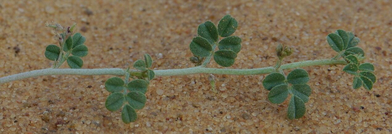 Indigofera argentea leaf