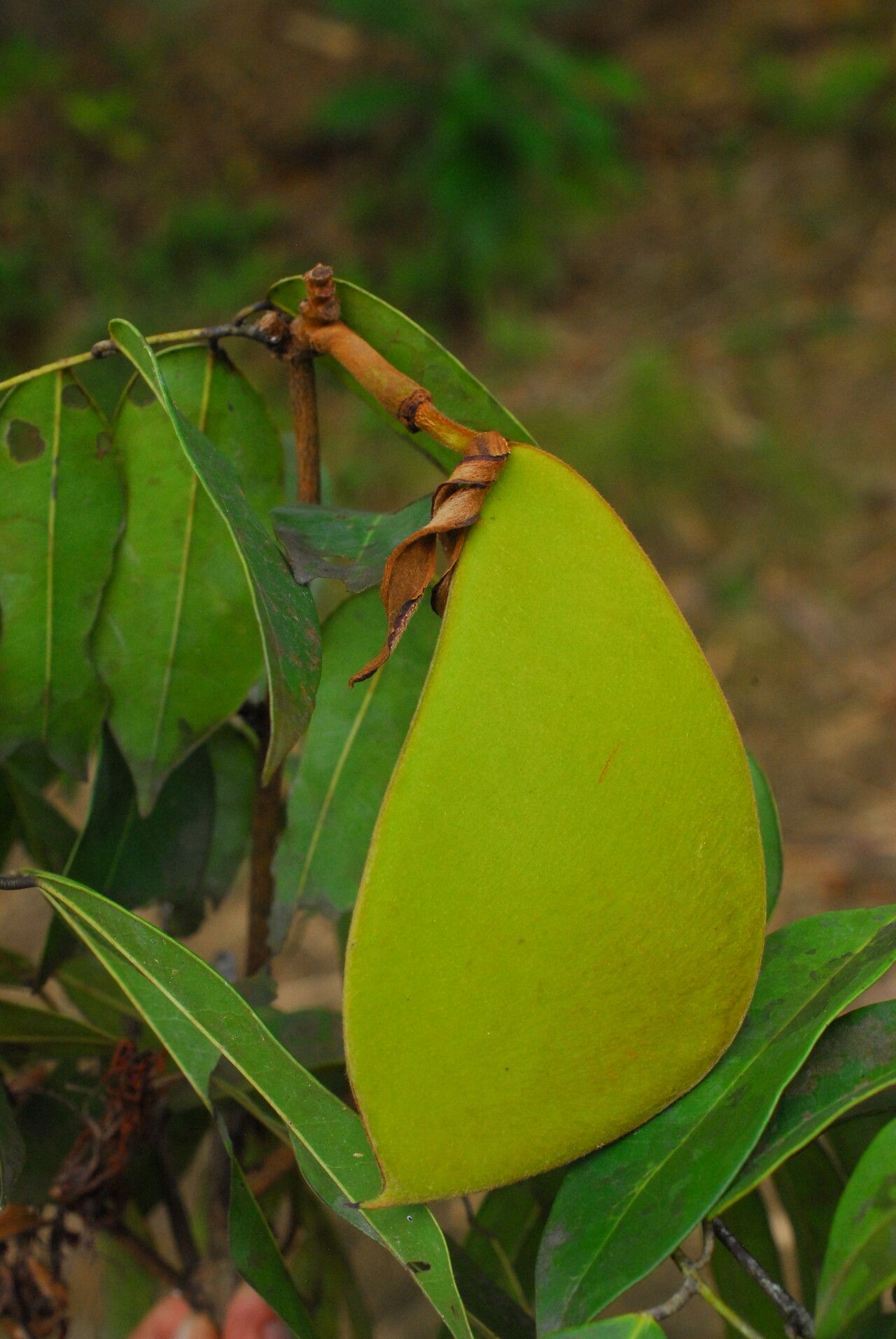 Baikiaea robynsii fruit
