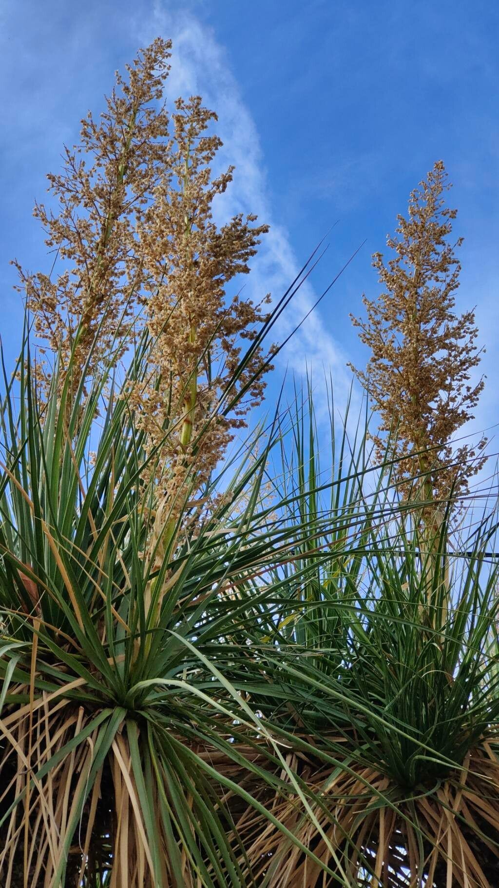 Nolina beldingii fruit
