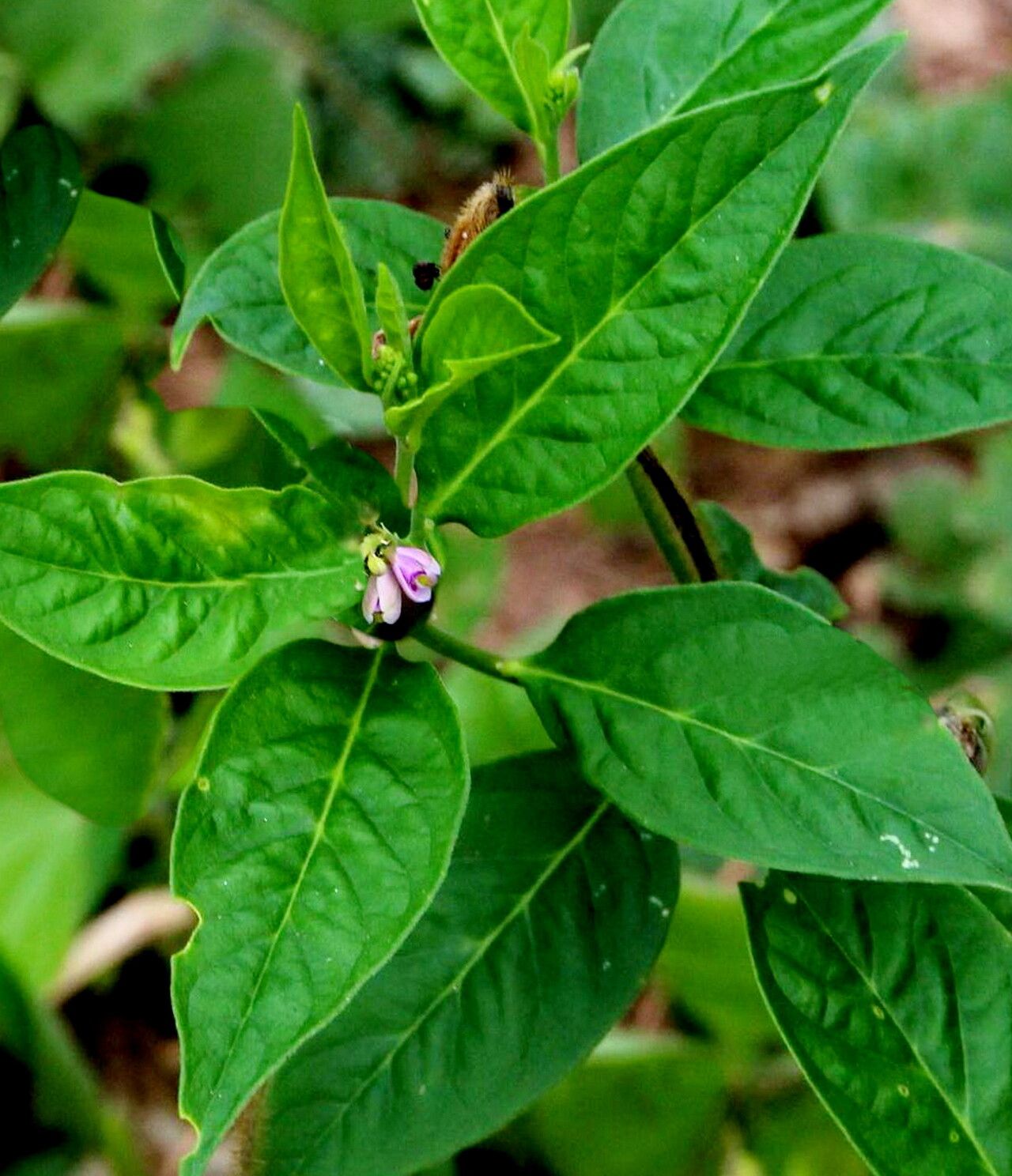 Asemeia acuminata — related species from the same genus