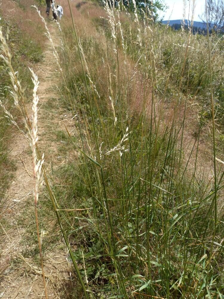 Arrhenatherum elatius leaf