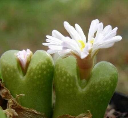 Conophytum praesectum — houseplant care guide