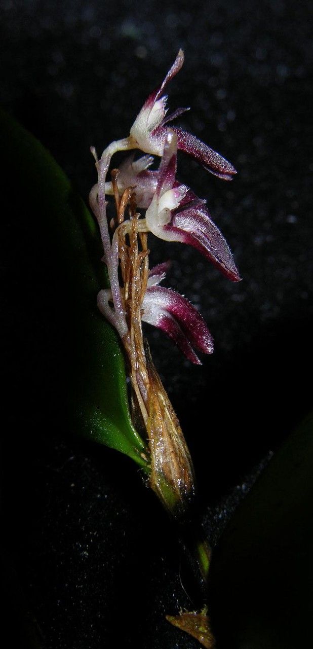 Trichosalpinx blaisdellii other
