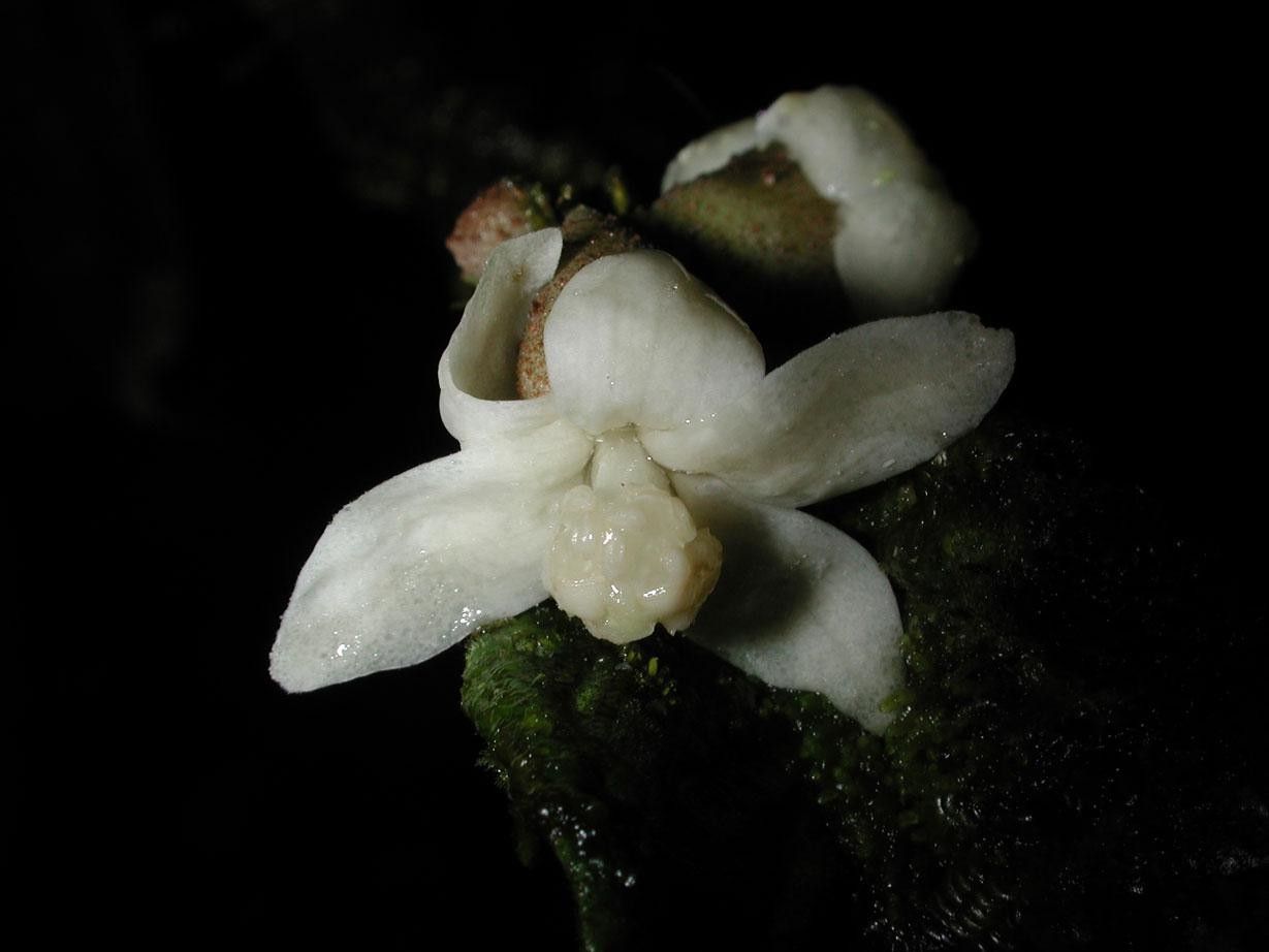 Quararibea pumila flower