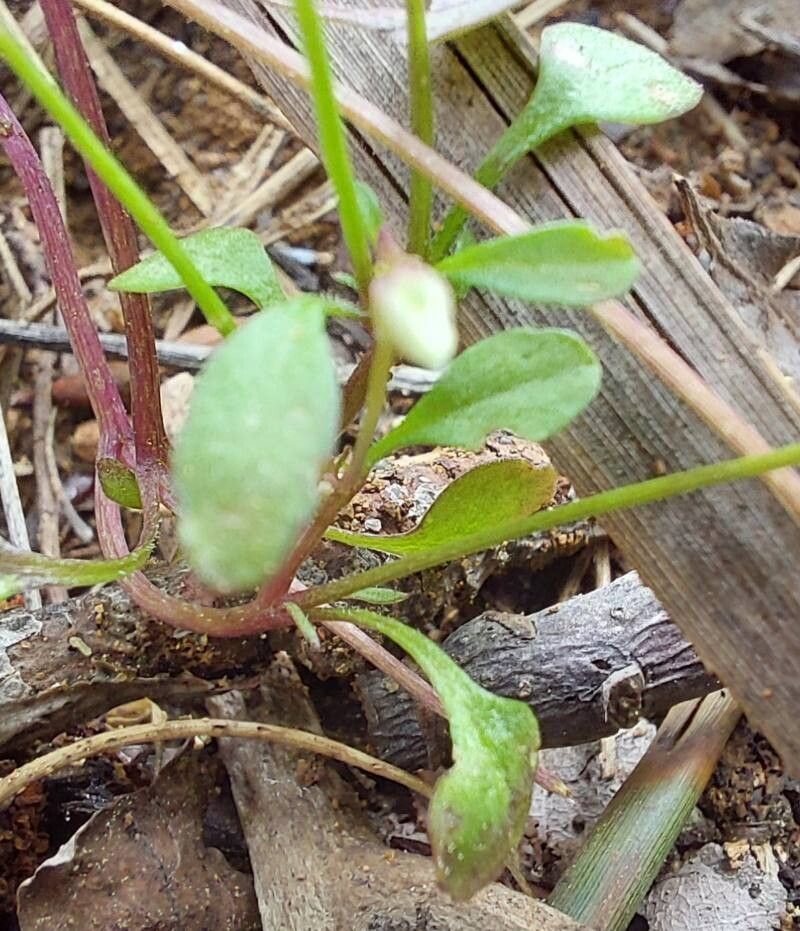 Viola heldreichiana — houseplant care guide