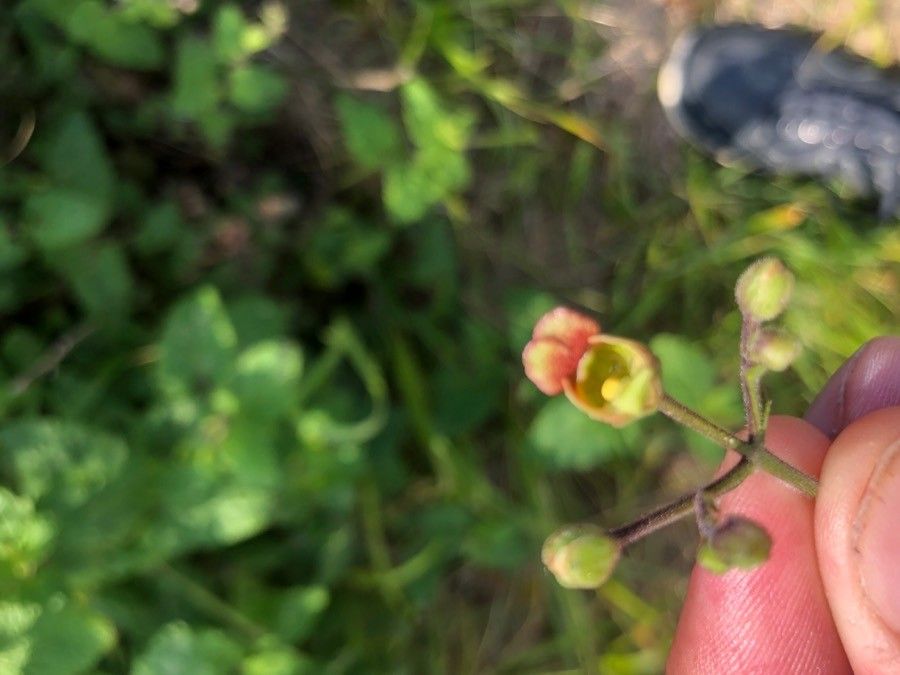 Scrophularia scorodonia flower
