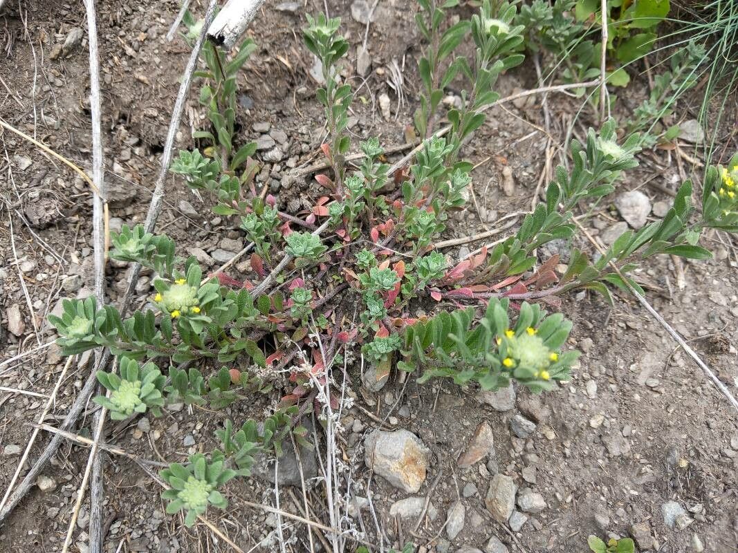 Alyssum simplex leaf