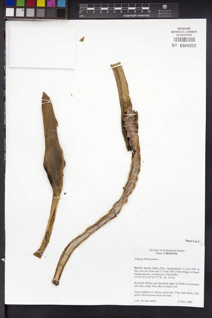 Philodendron maximum other