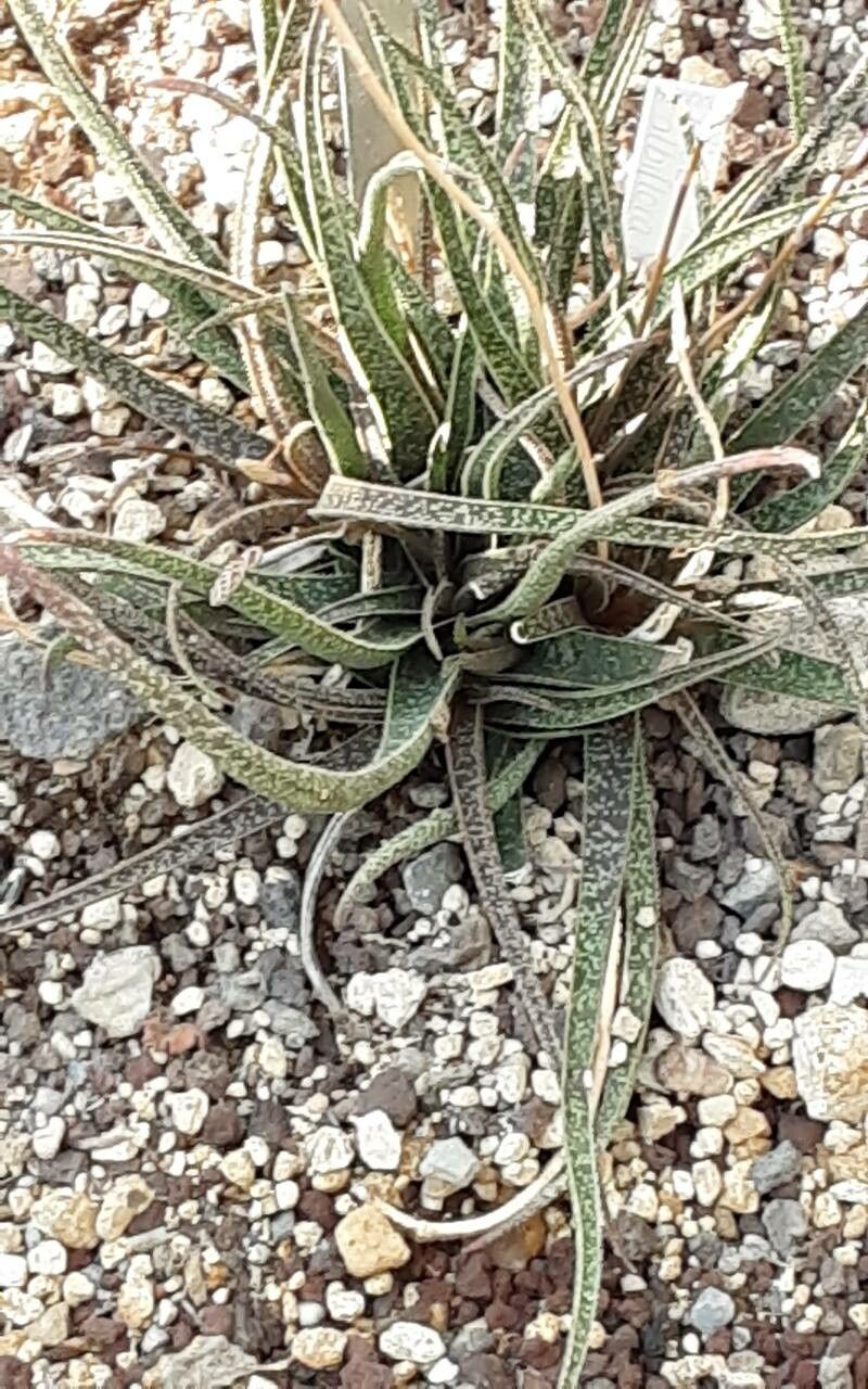Aloe albiflora