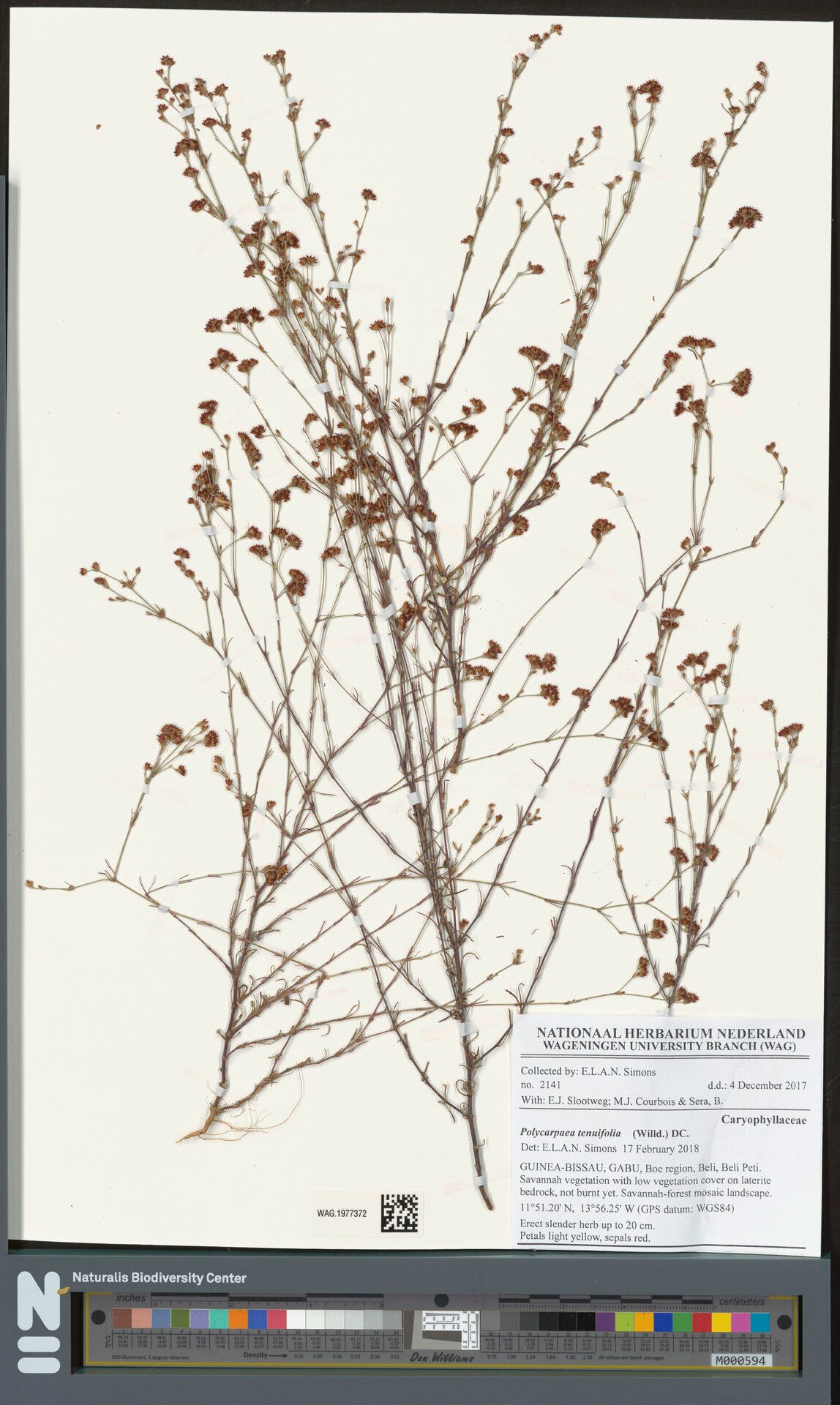 Polycarpaea tenuifolia — houseplant care guide