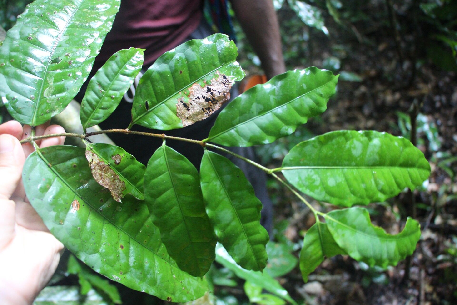 Ancylobothrys robusta — related species from the same genus