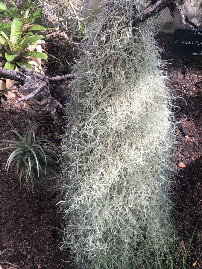 Tillandsia filifolia — search result for 'Costa Rica'